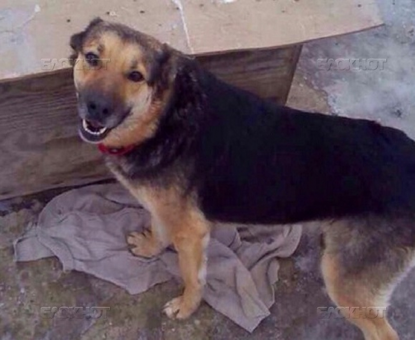 В Анапе неизвестные сделали пса инвалидом
