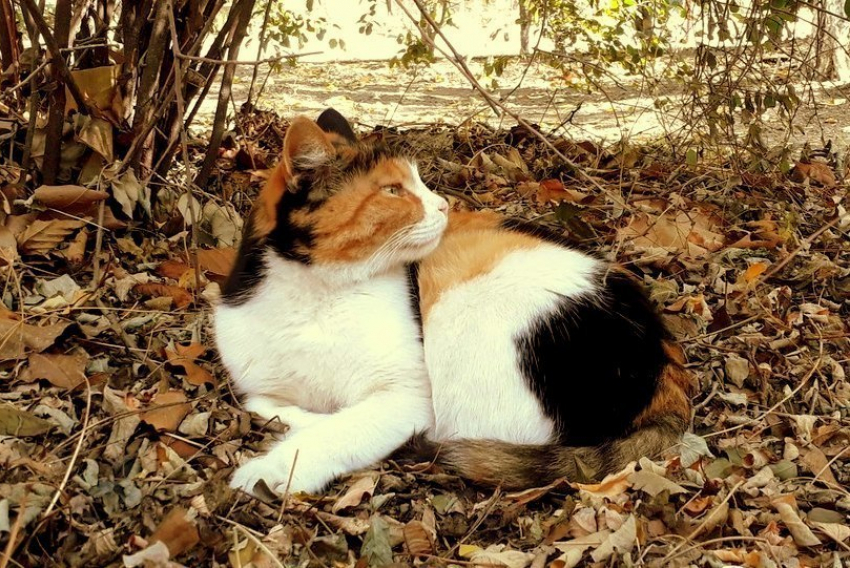 Теплым и солнечным выдастся на Кубани первый выходной день этой недели