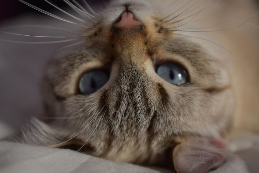 Снег на Кубани прекратится и начнет постепенно таять 