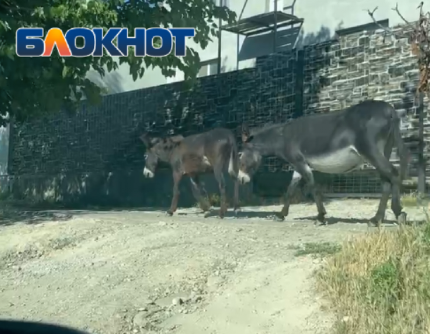 «Ослы ходят по тротуару, а люди по дороге»: краснодарка об отдыхе в Большом Утрише