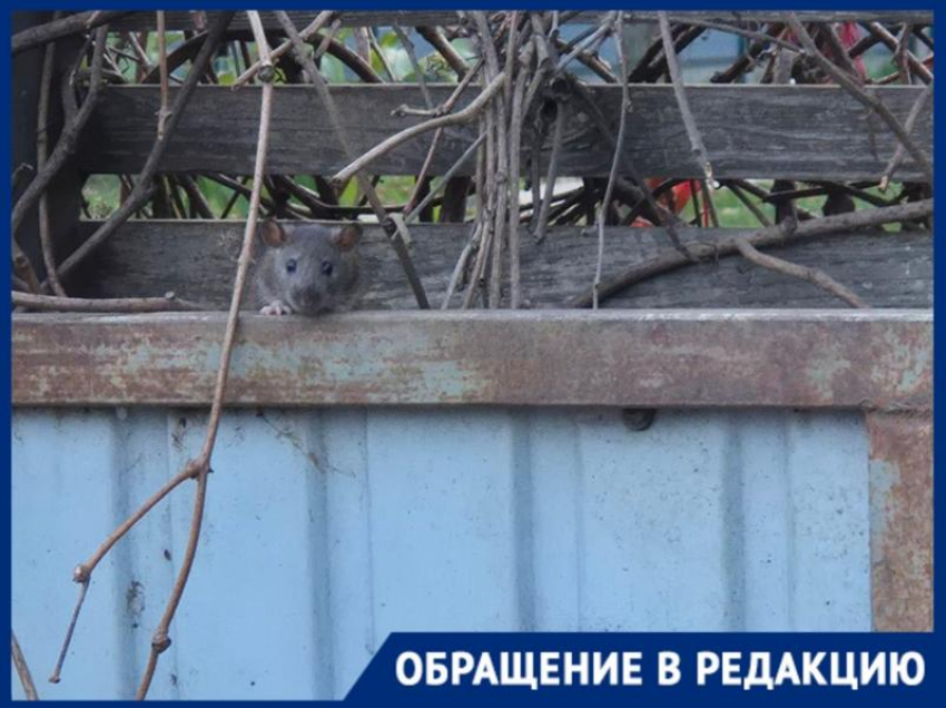 «Нам приходится жить с ними»: крысы заполонили мусорные баки в коттеджном экопоселке в Краснодаре  