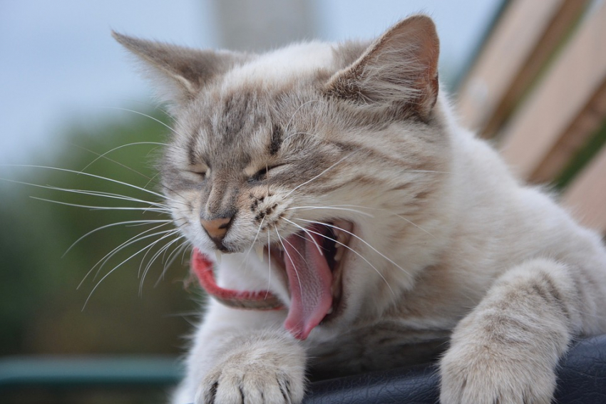 На Кубани поднимется ветер 