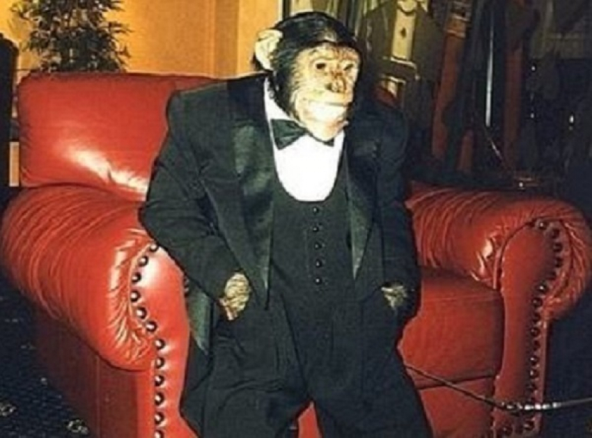 Шимпанзе-алкоголик умер от инсульта в Геленджике 