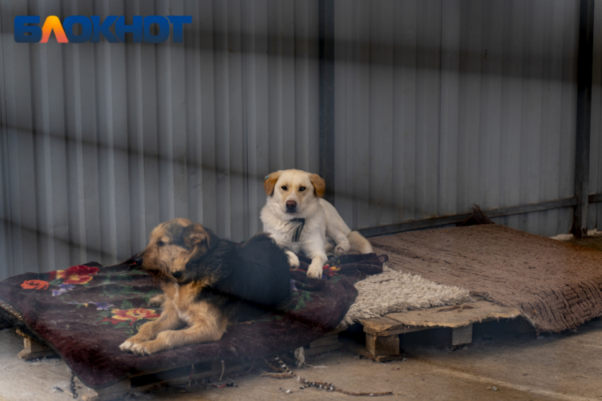 В Краснодарском крае запретили гладить и кормить бездомных животных
