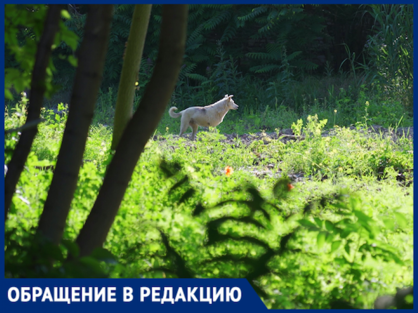 В Краснодаре ищут парня, который спас от собаки семейную пару