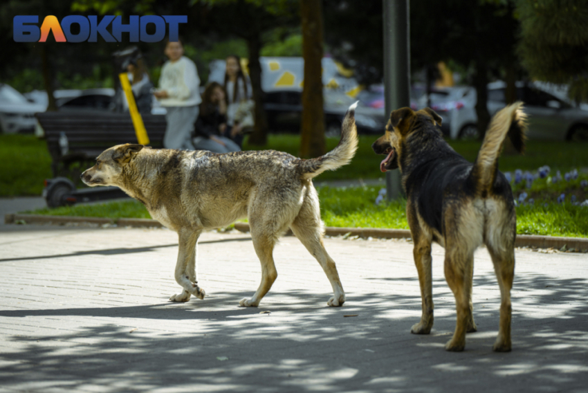 Власти Краснодара решили расторгнуть контракт с фирмой по отлову бродячих собак: не отрабатывают заявки и не дают справок о вакцинации