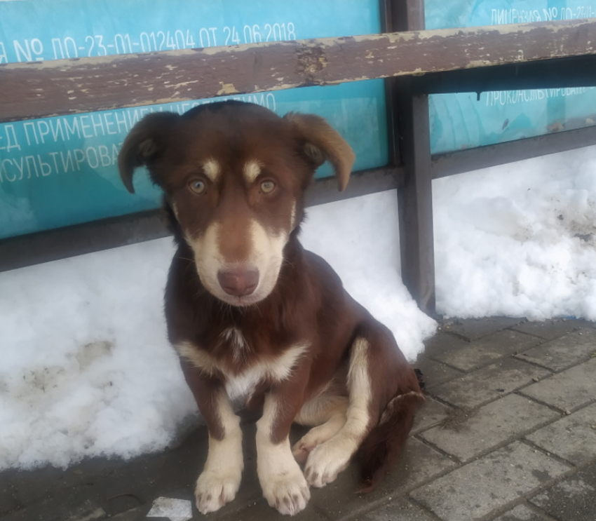 Крошечный щенок замерзает на остановке в Краснодаре