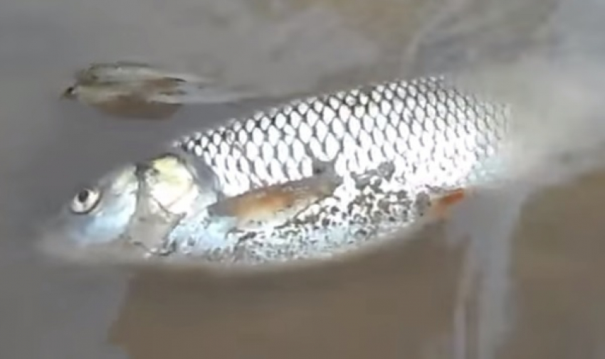 В Лабинском районе отравили рыбу в речке