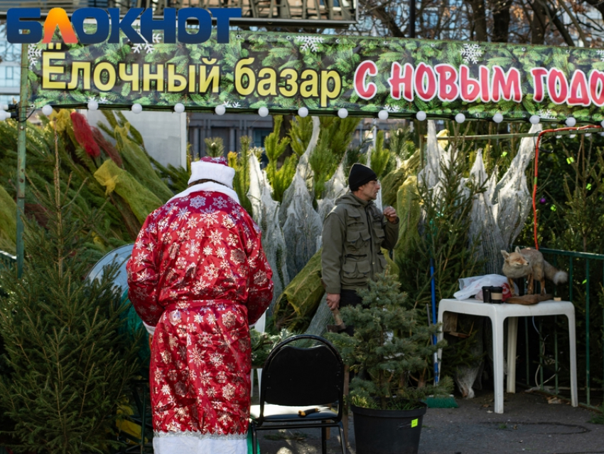 Где купить живую елку в Краснодаре: адреса 
