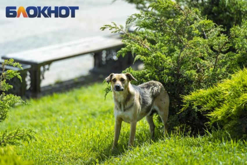 На Кубани подростку заплатили 50 тысяч за шрамы и психотравму после нападения собаки