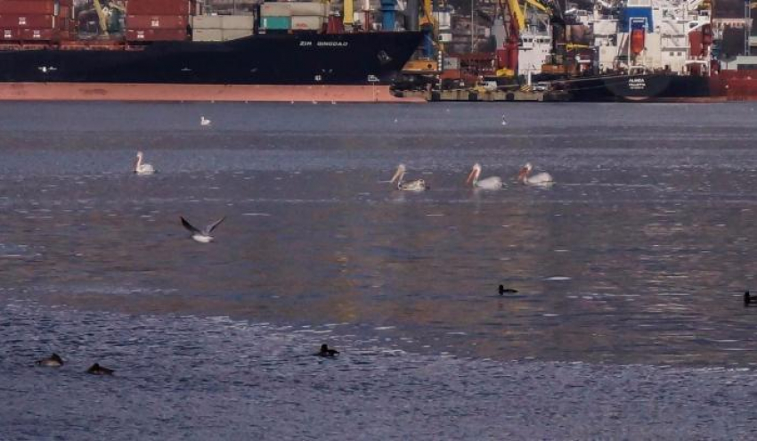 В Новороссийск на зимовку прилетели пеликаны