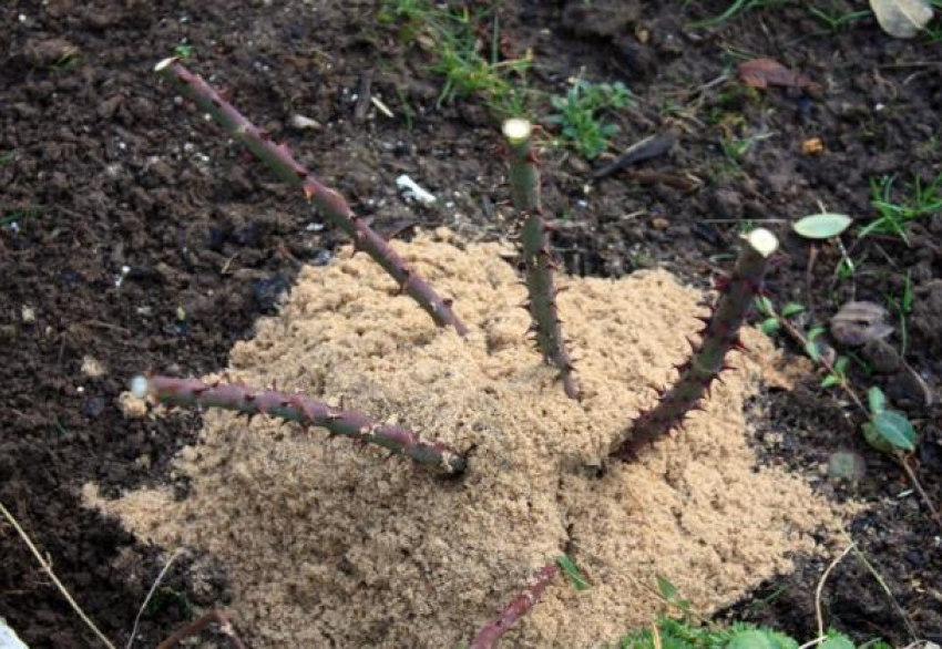 Розам в Краснодаре купят «шубу» на зиму за 1 миллион 400 тысяч рублей