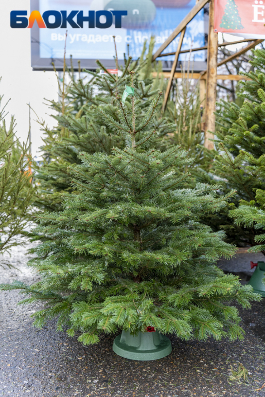 Главное в Краснодаре сегодня: судья идет под суд, полицейские сбывают наркотики, адвоката лишают статуса, а чиновники пилят ели без базаров 