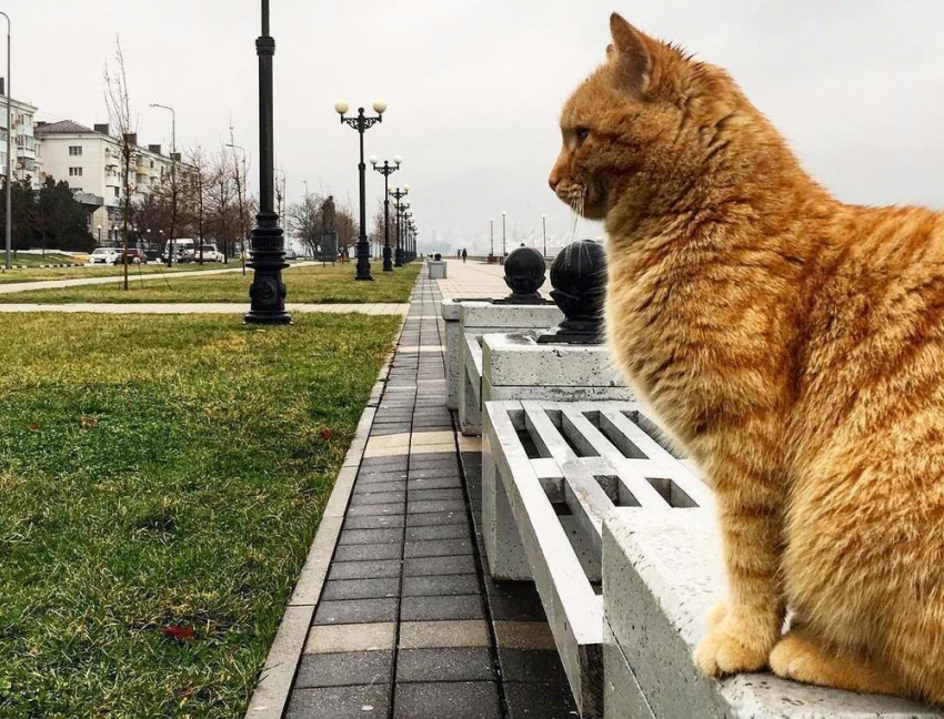 На Кубани в четверг облачно, местами пройдут дожди