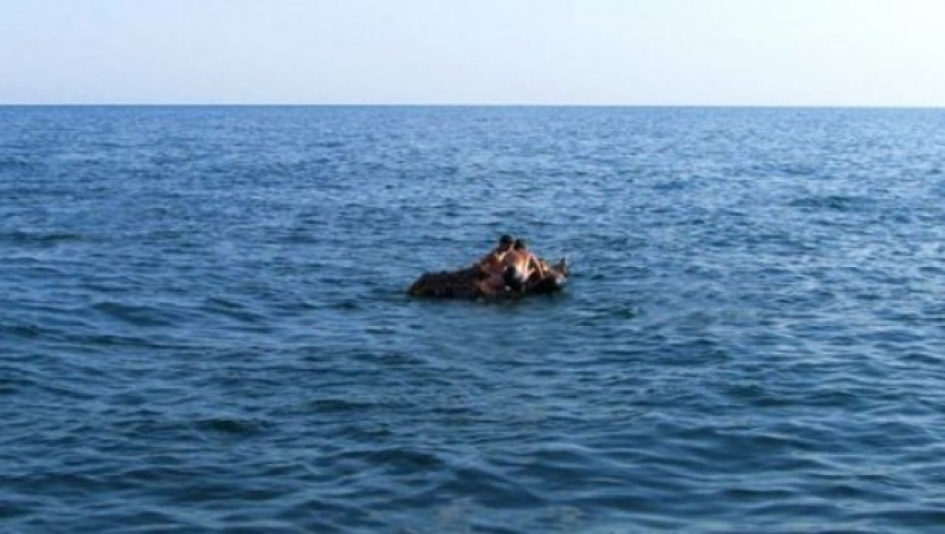  В Анапе предупредили о том, что купание на матрасе опасно для жизни 