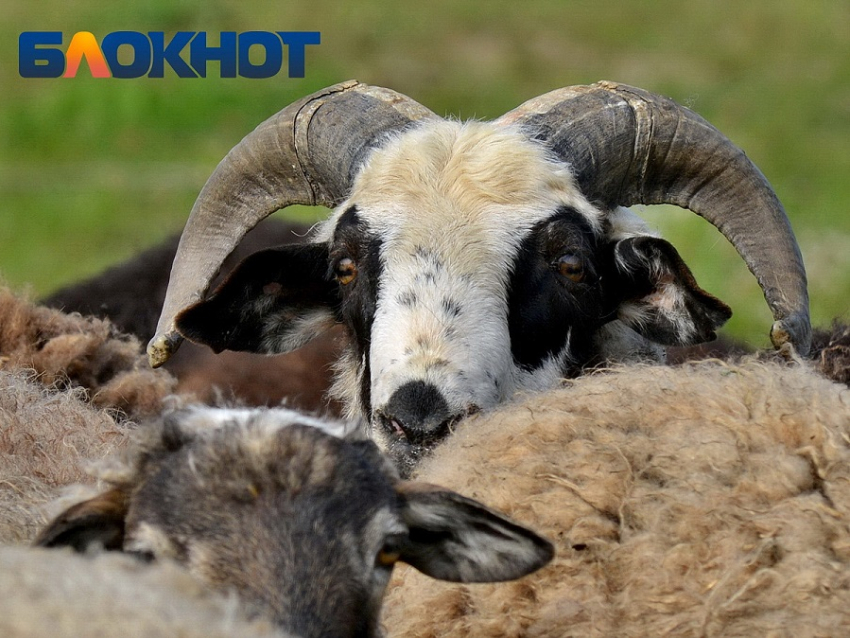 Карантин ввели в четырёх хозяйствах на Кубани из-за инфекции у скота