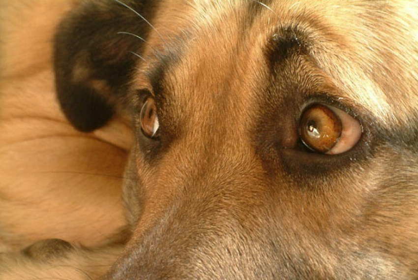 Анапский живодер ранил собаку из пневматической винтовки