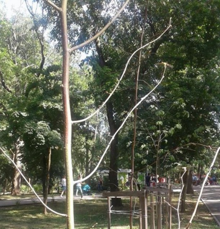  В Чистяковской роще Краснодара засыхают деревья и кустарники 