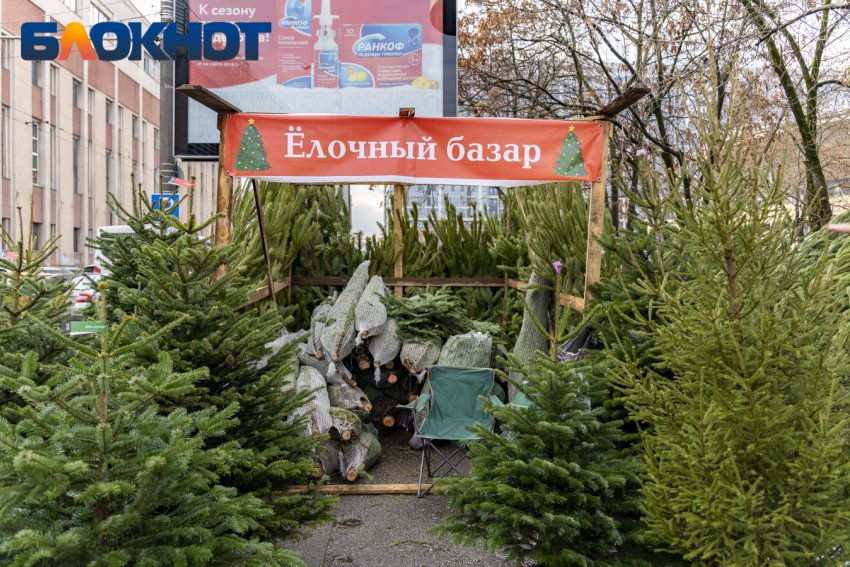 С 15 декабря в Краснодаре откроют ёлочные базары в ТЦ и гипермаркетах: список адресов 