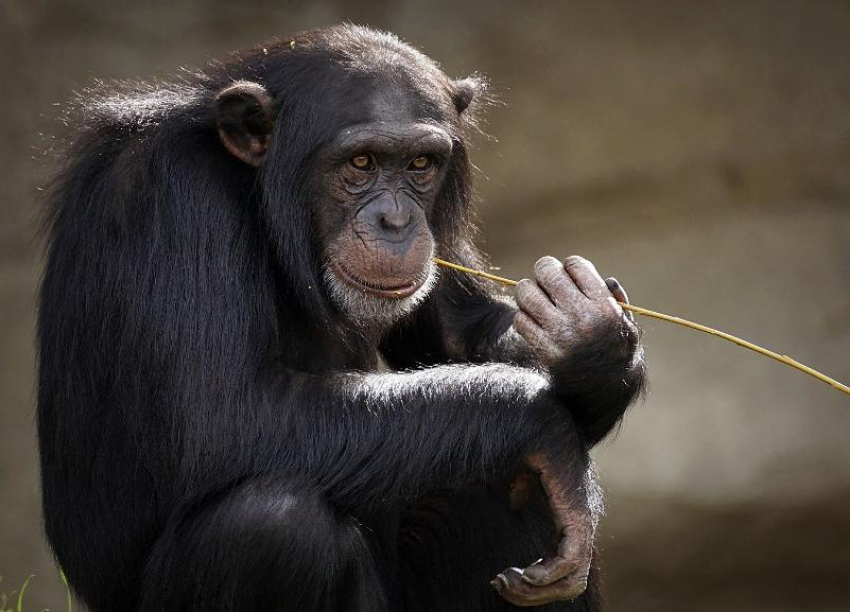 Новый препарат от постковидных осложнений испытали на сочинских обезьянах
