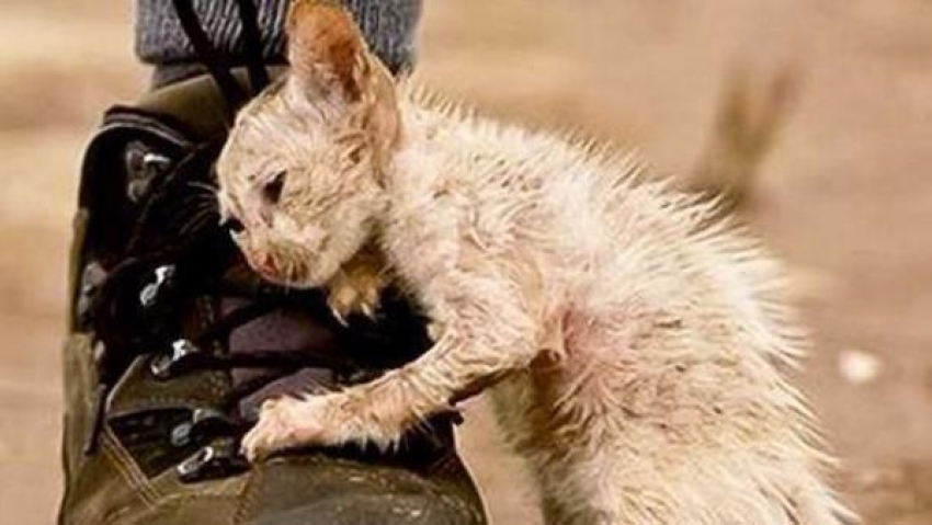 Жители Горячего Ключа обратились к мэру в петиции