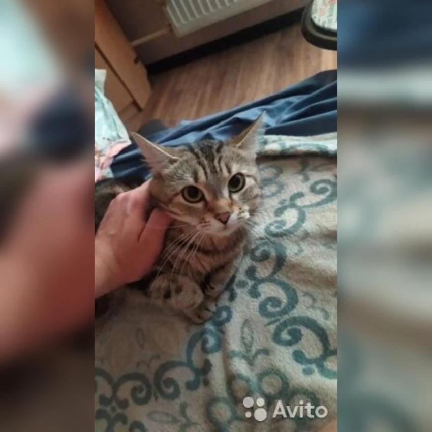 В Краснодаре продают кота-атеиста за миллион рублей 