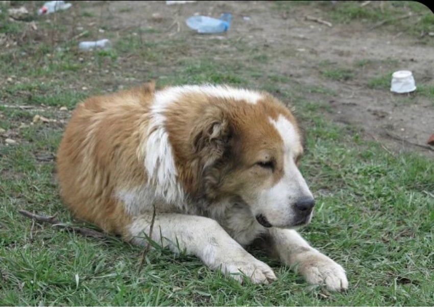 «Как ненужную вещь»: старую собаку бросили умирать на пустыре Краснодара