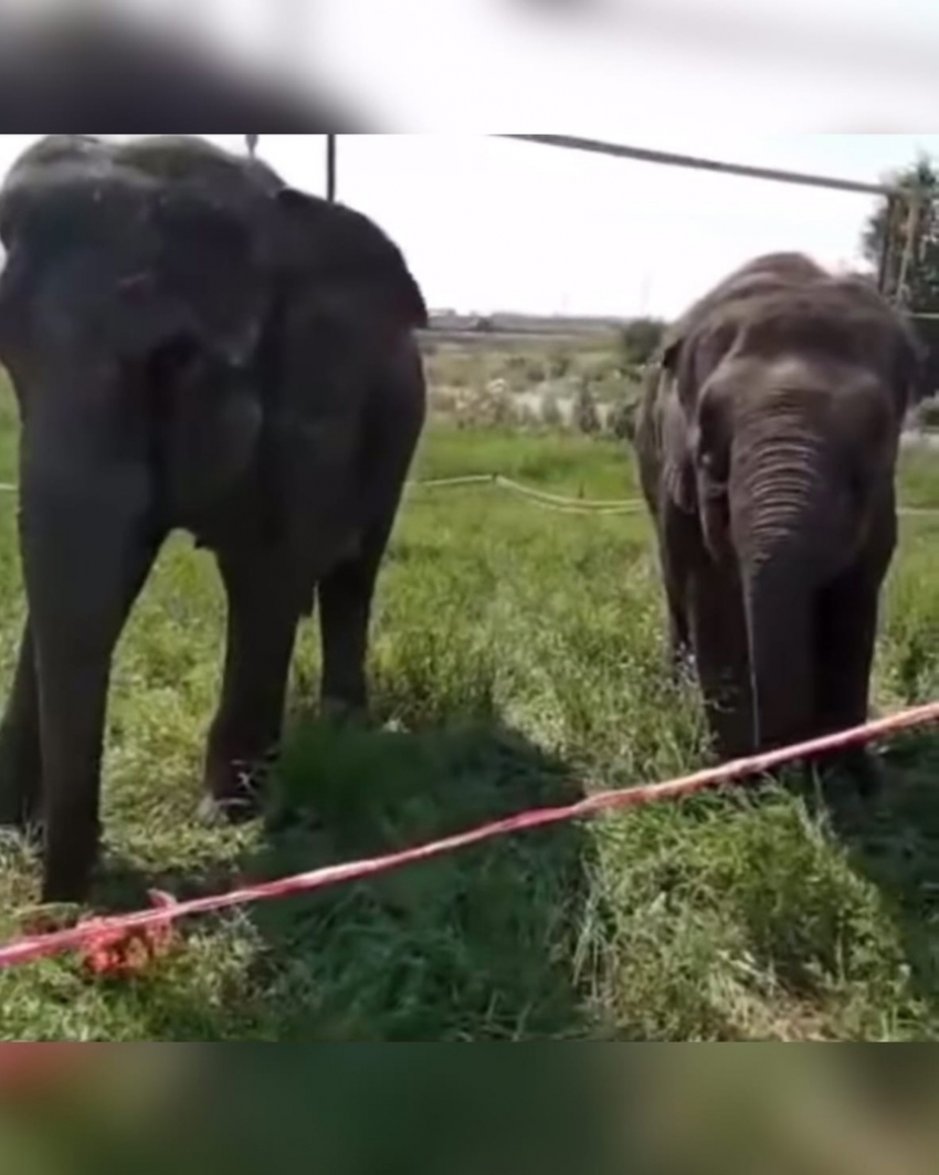 На заправке в Краснодарском крае на видео сняли пасущихся слонов