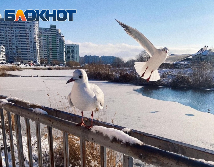 Важное в Краснодаре 27 декабря: поздравляем спасателей, вырезаем снежинки, отгоняем нечисть 