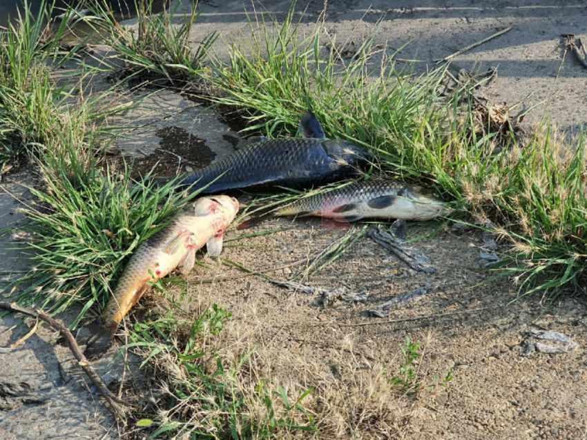Жара и низкий уровень кислорода убили рыбу в водоемах на Кубани