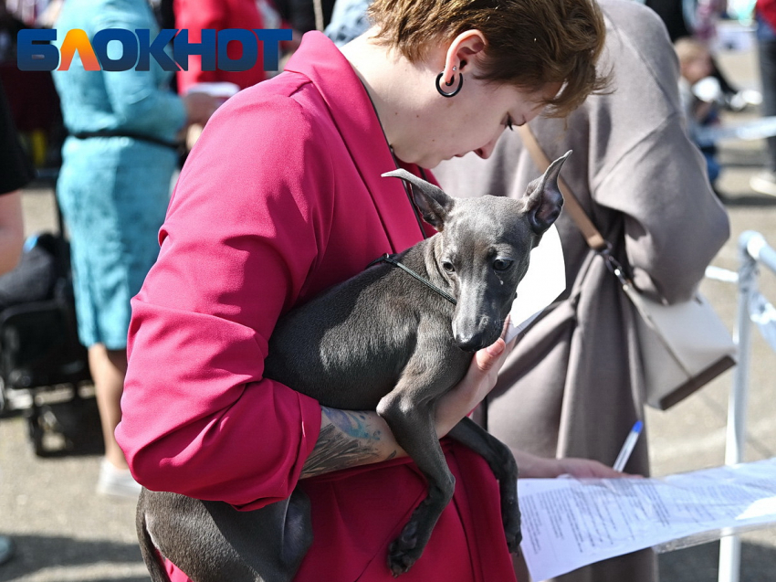 «Страдать будут все»: зоозащитники Кубани назвали плюсы и минусы обязательной регистрации животных