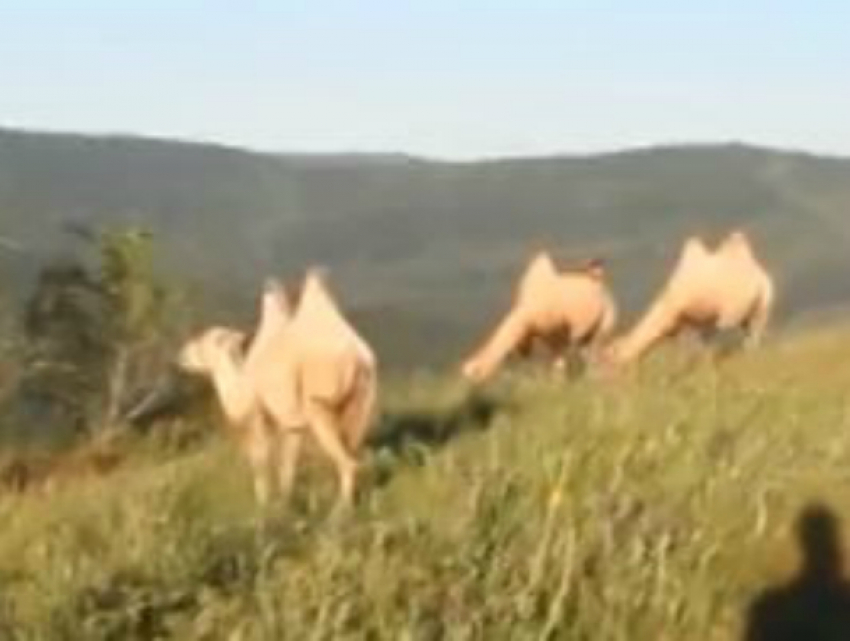 В горах Геленджика к удивлению горожан поселились верблюды