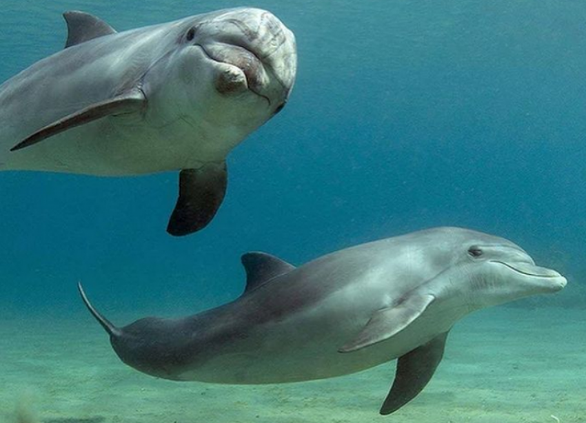 Приставы спасли от голода животных дельфинария в Ейске