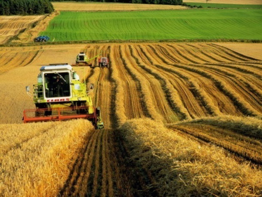 В сельское хозяйство Кубани вложили 21 млрд рублей 
