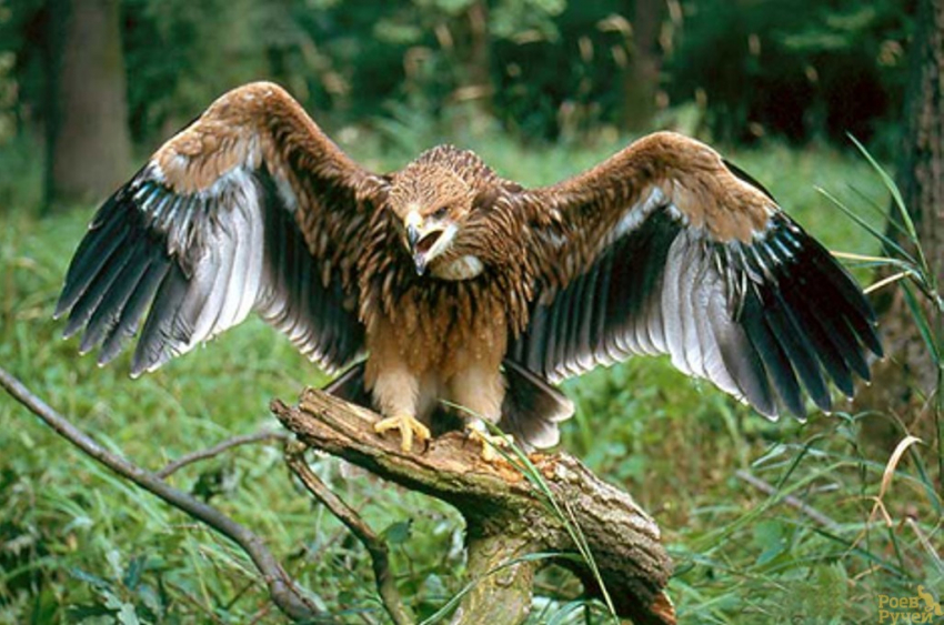 Кого хоронит на Кубани орел-могильник