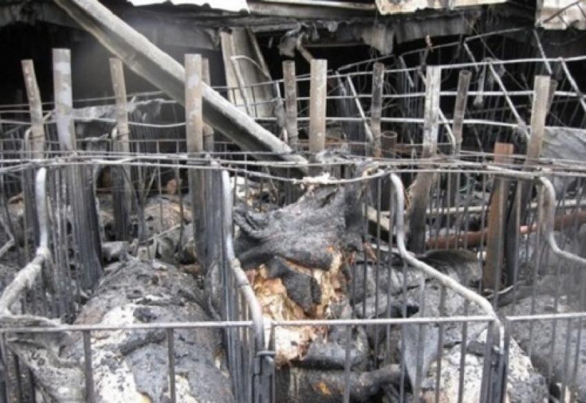 В Выселковском районе произошел крупный пожар на свиноферме