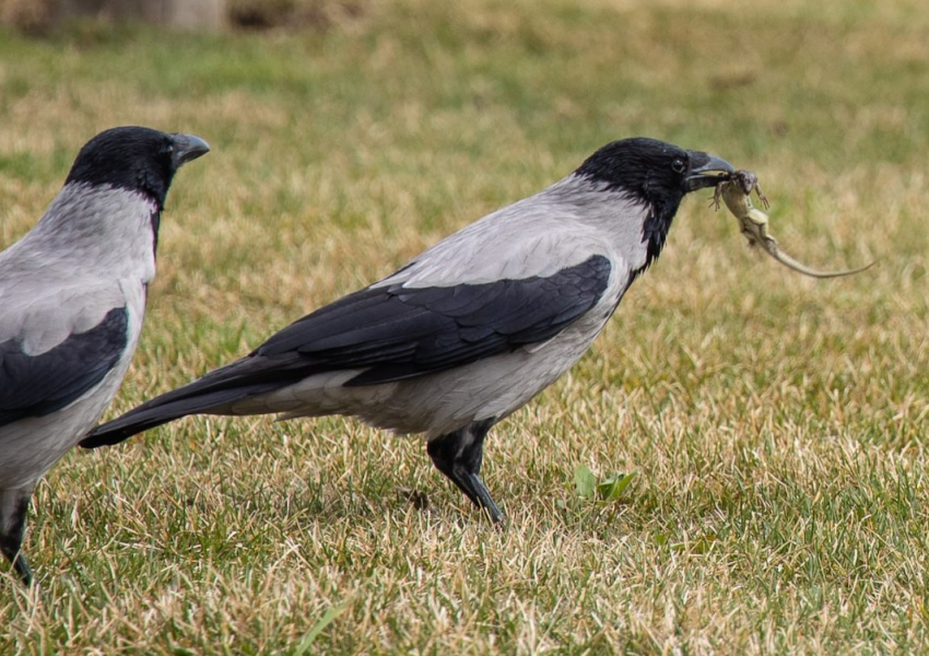 В Краснодаре вороны поедают первых весенних ящериц