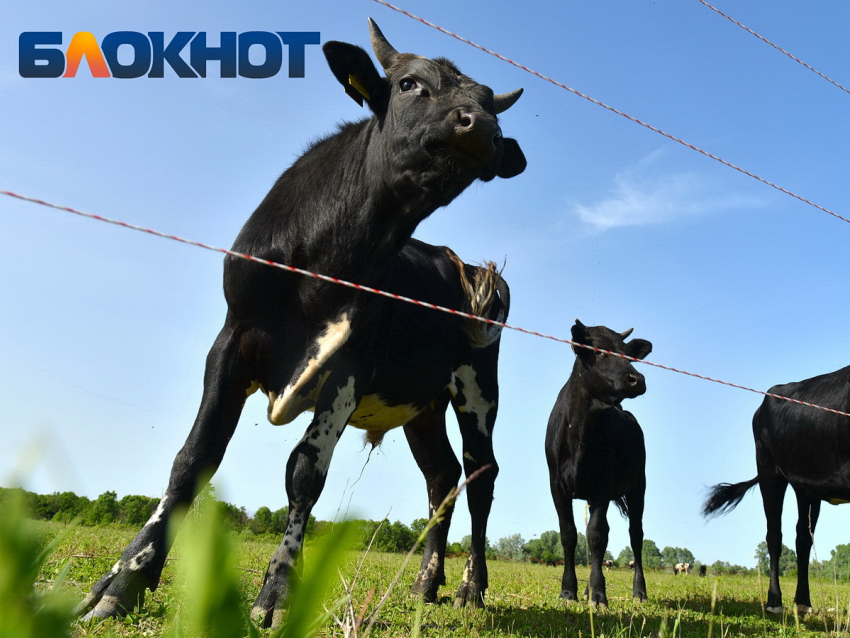 Нехватка пастбищ и подорожание кормов ударили по поголовью скота на Кубани 