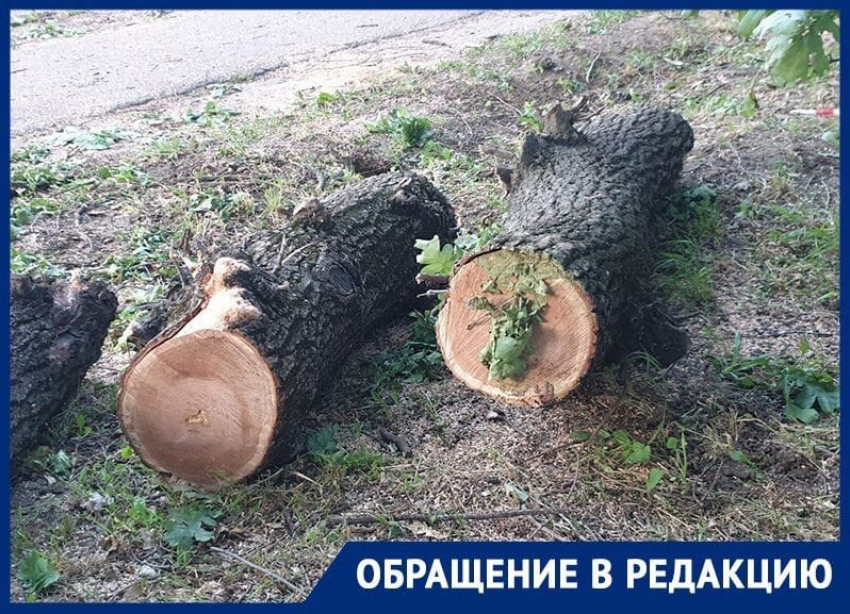 Путину писали: вырубку дубовой рощи в Краснодаре приостановили