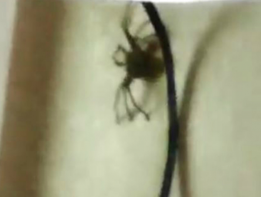 Жителей Краснодара «атакуют» шестисантиметровые пауки