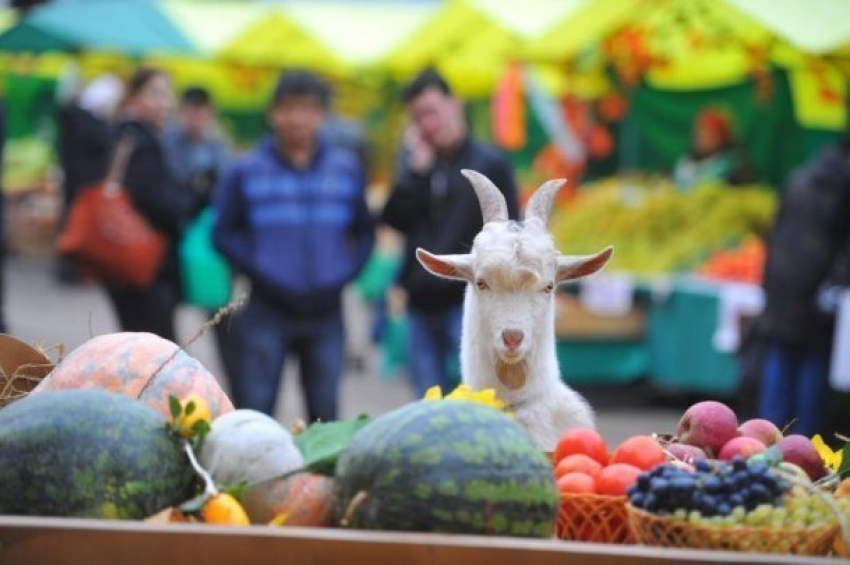  Количество ярмарок выходного дня на Кубани выросло до 70 