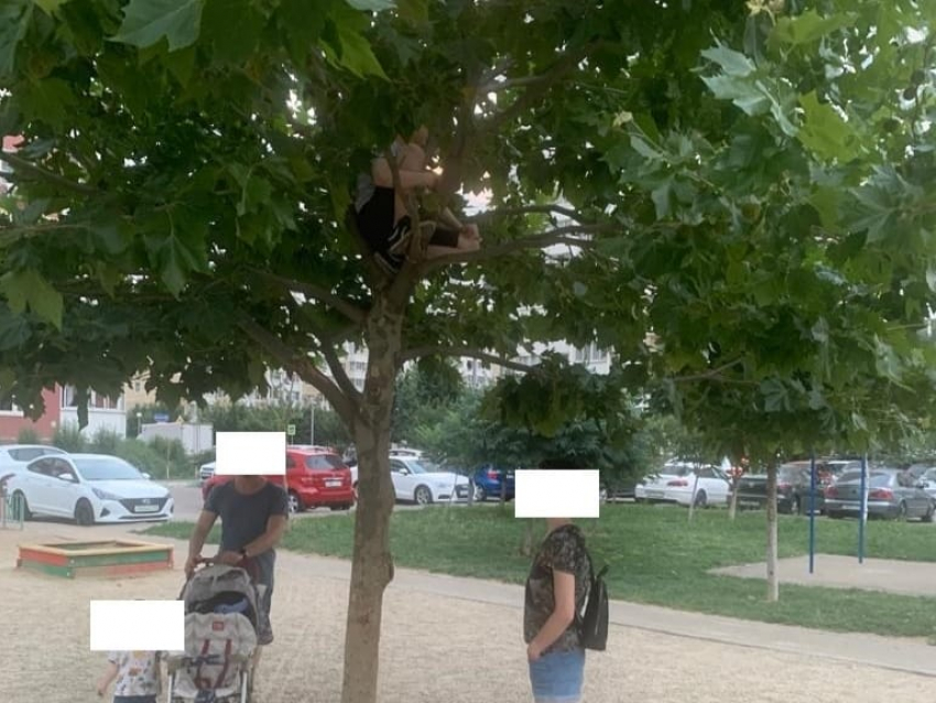 «А завтра он с топором выйдет»: в Краснодаре ребенок ломал дерево на детской площадке