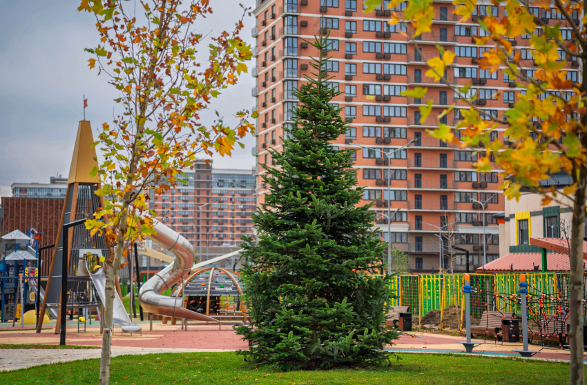 Семь метров новогоднего настроения: в ЖК «Самолет» высадили бельгийскую пихту