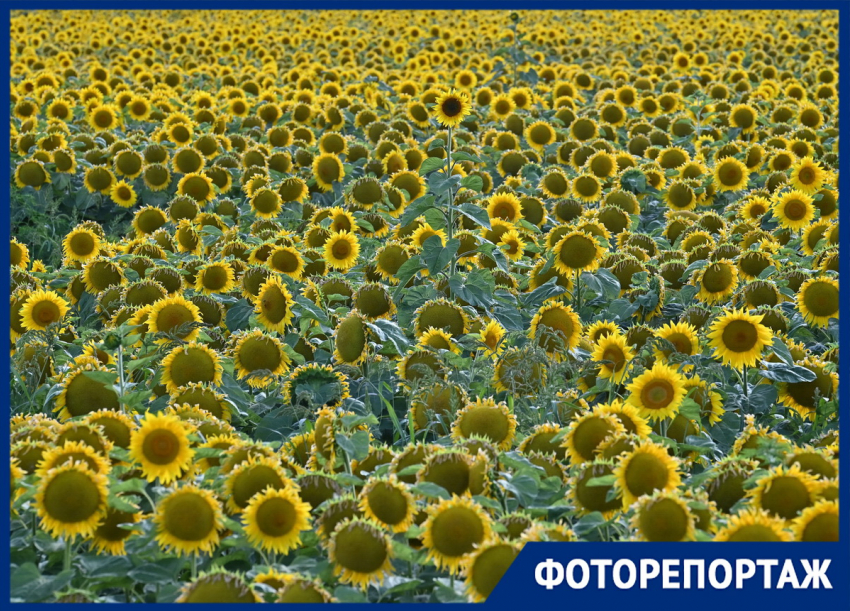 Огромное поле подсолнухов раскинулось вдоль трассы М-4 «Дон» в Краснодаре 