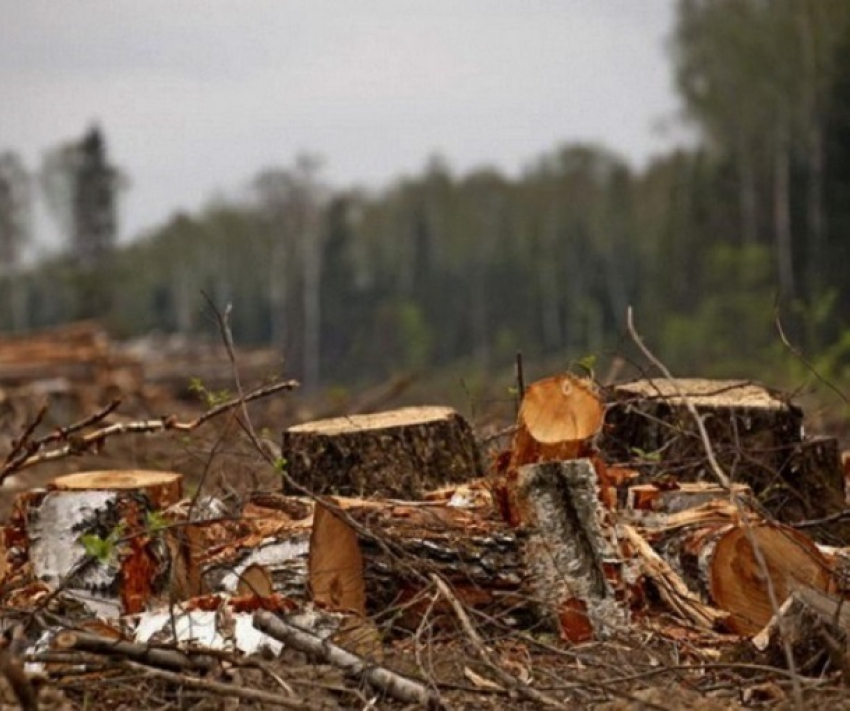 «Дровосеки» в Краснодарском крае нарубили деревьев на 117 млн рублей