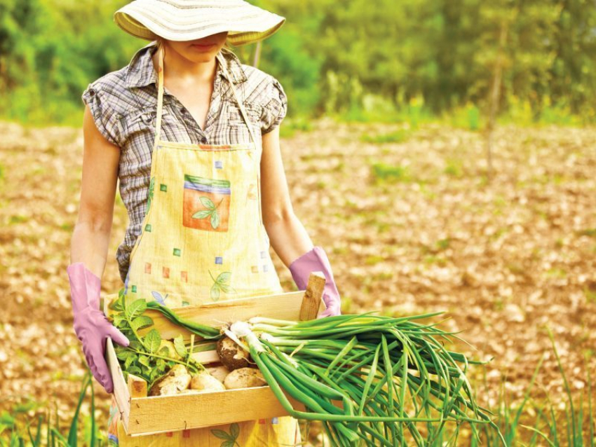 Закон о помощи садоводам рассмотрят на Кубани