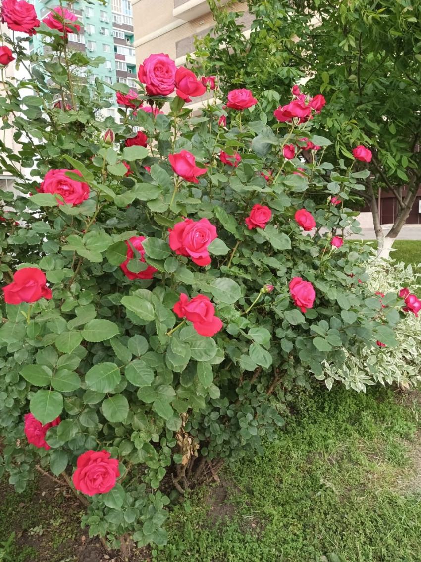 Актуальный Краснодар сегодня: слегка похолодает, кокетничаем и флиртуем, водим хороводы, не даем денег в долг и ждем снежную зиму 