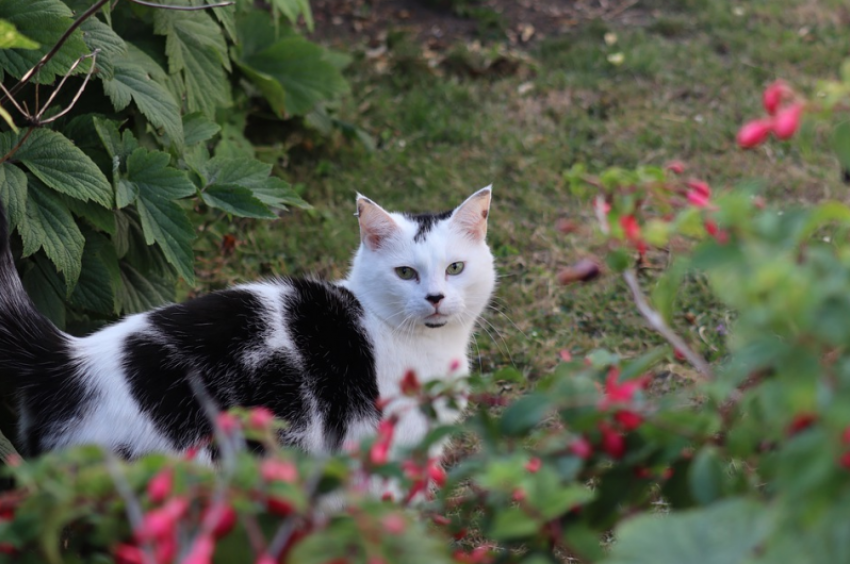Снова жара пришла на Кубань