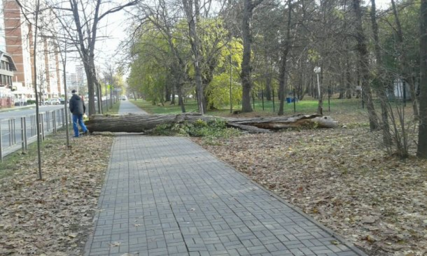 В Чистяковской роще Краснодара на тротуар упало дерево 