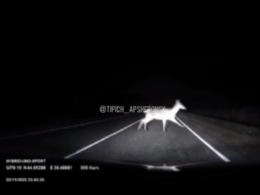 Неожиданные «красавицы» преградили дорогу водителю на Кубани